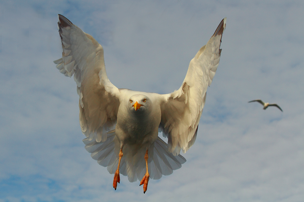 Imagen 3 de la galería de Aves